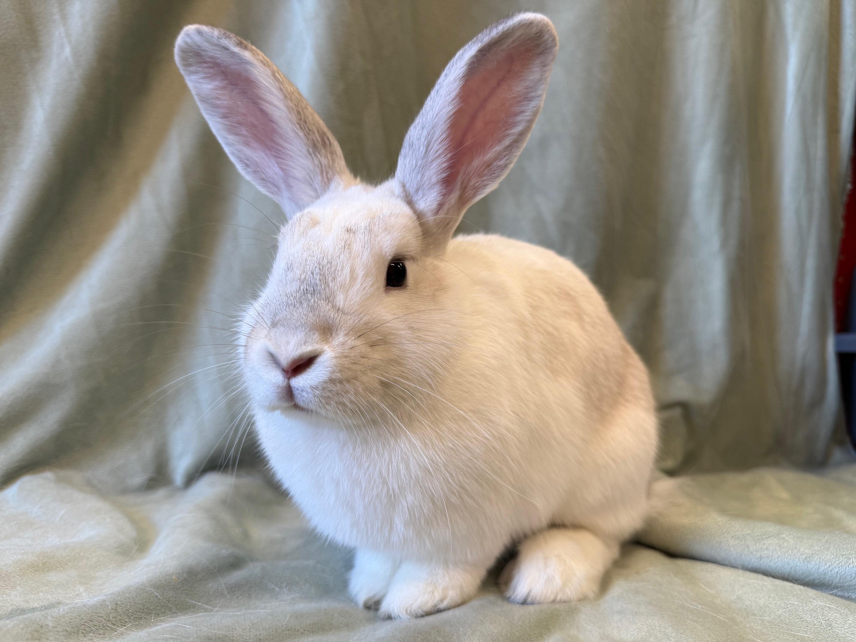 Red, Adoptable, Young Male New Zealand & Bunny Rabbit.