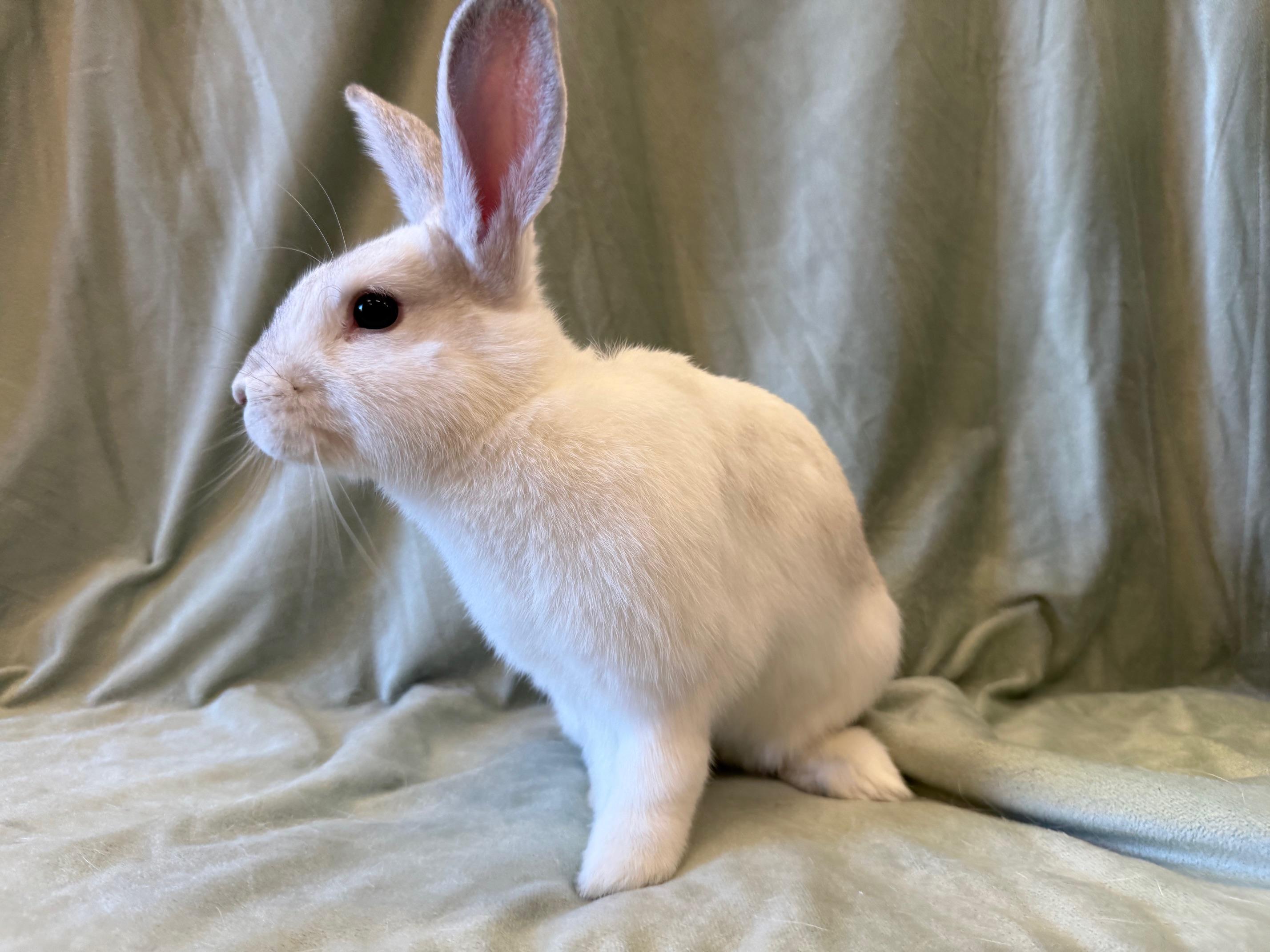 Enlarge Red, a Adoptable mixed breed in Rancho Cordova, CA image 2/4