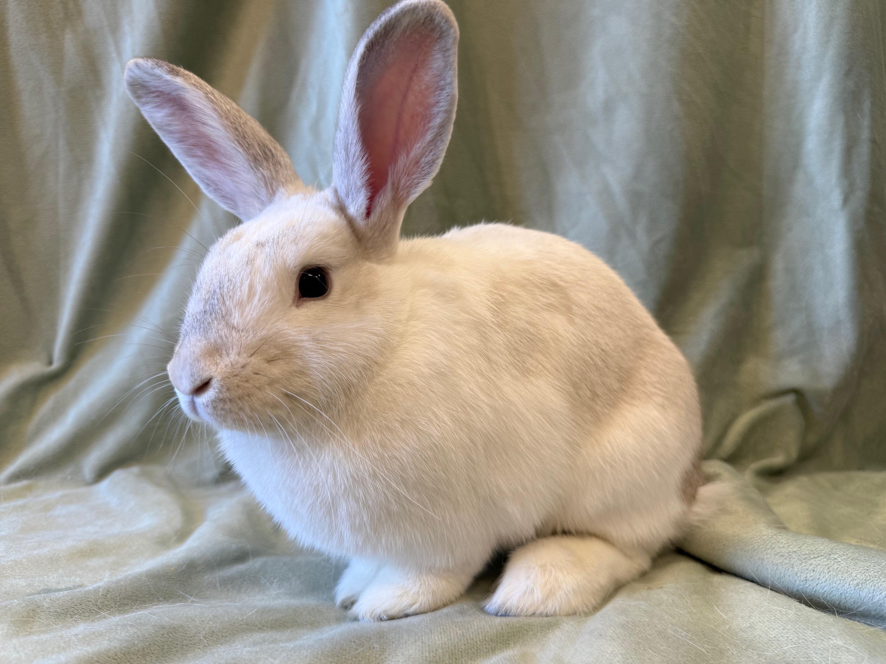 Enlarge Red, a Adoptable mixed breed in Rancho Cordova, CA image 5/6