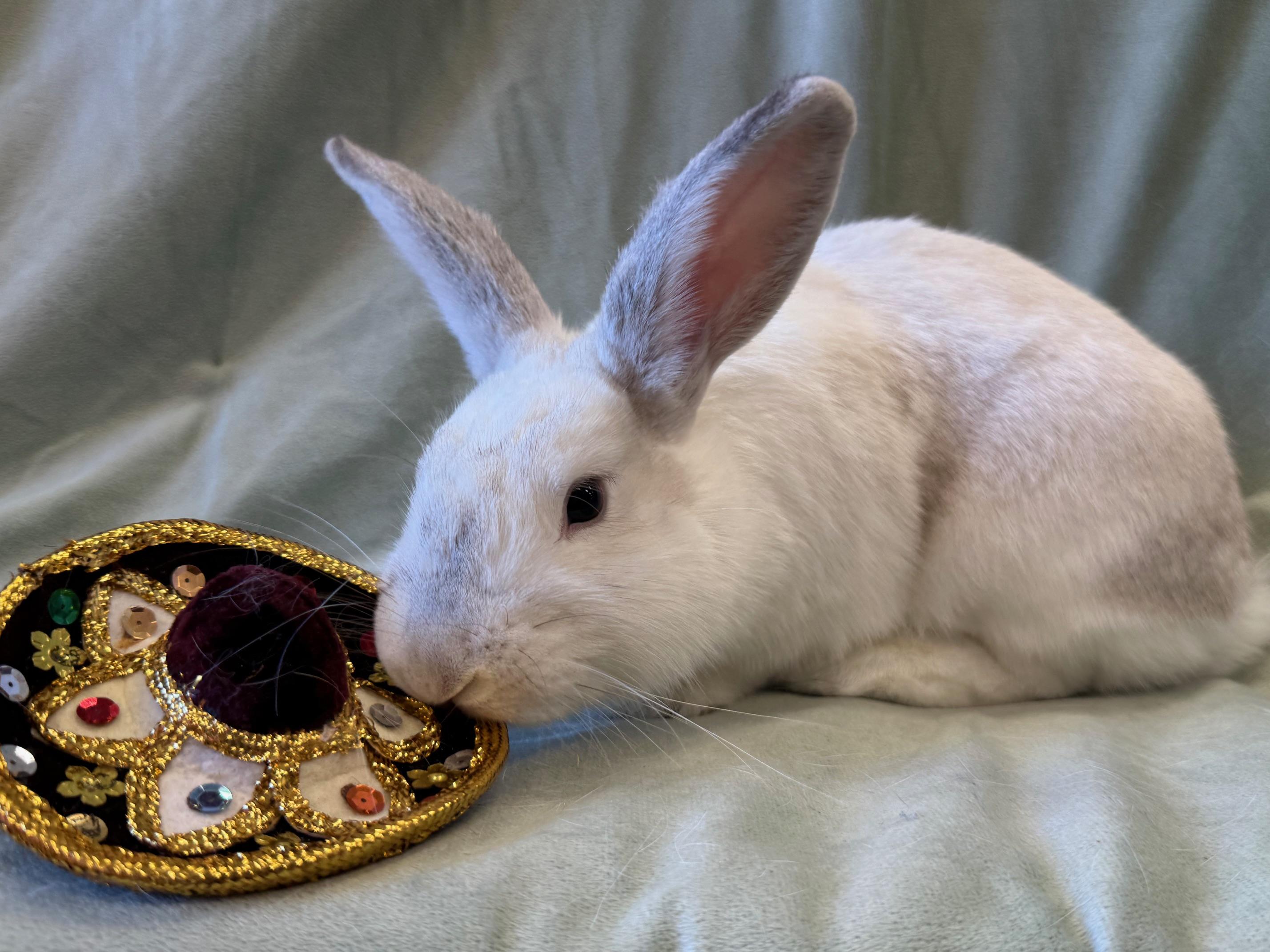 Enlarge Red, a Adoptable mixed breed in Rancho Cordova, CA image 1/6