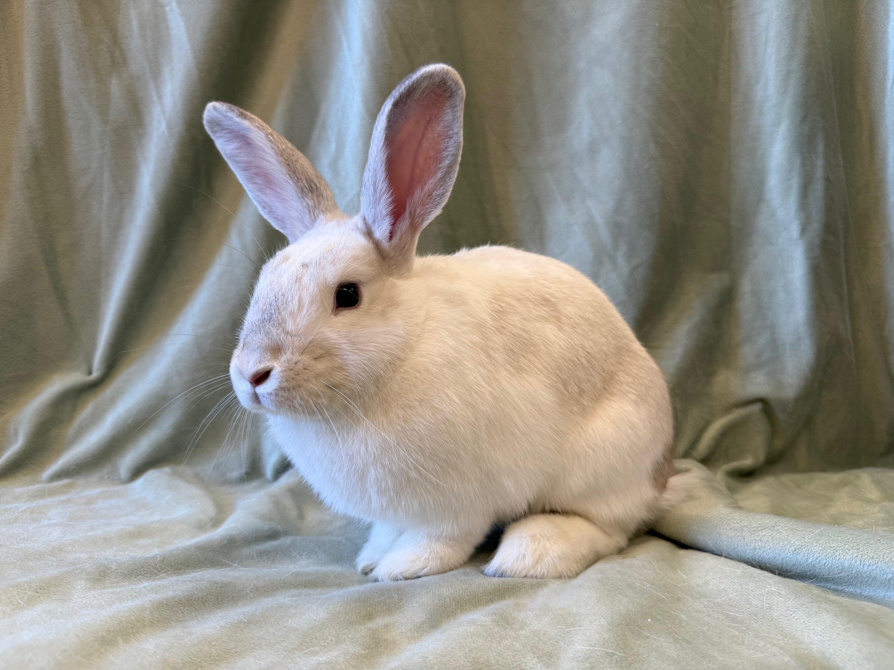 Enlarge Red, a Adoptable mixed breed in Rancho Cordova, CA image 3/4