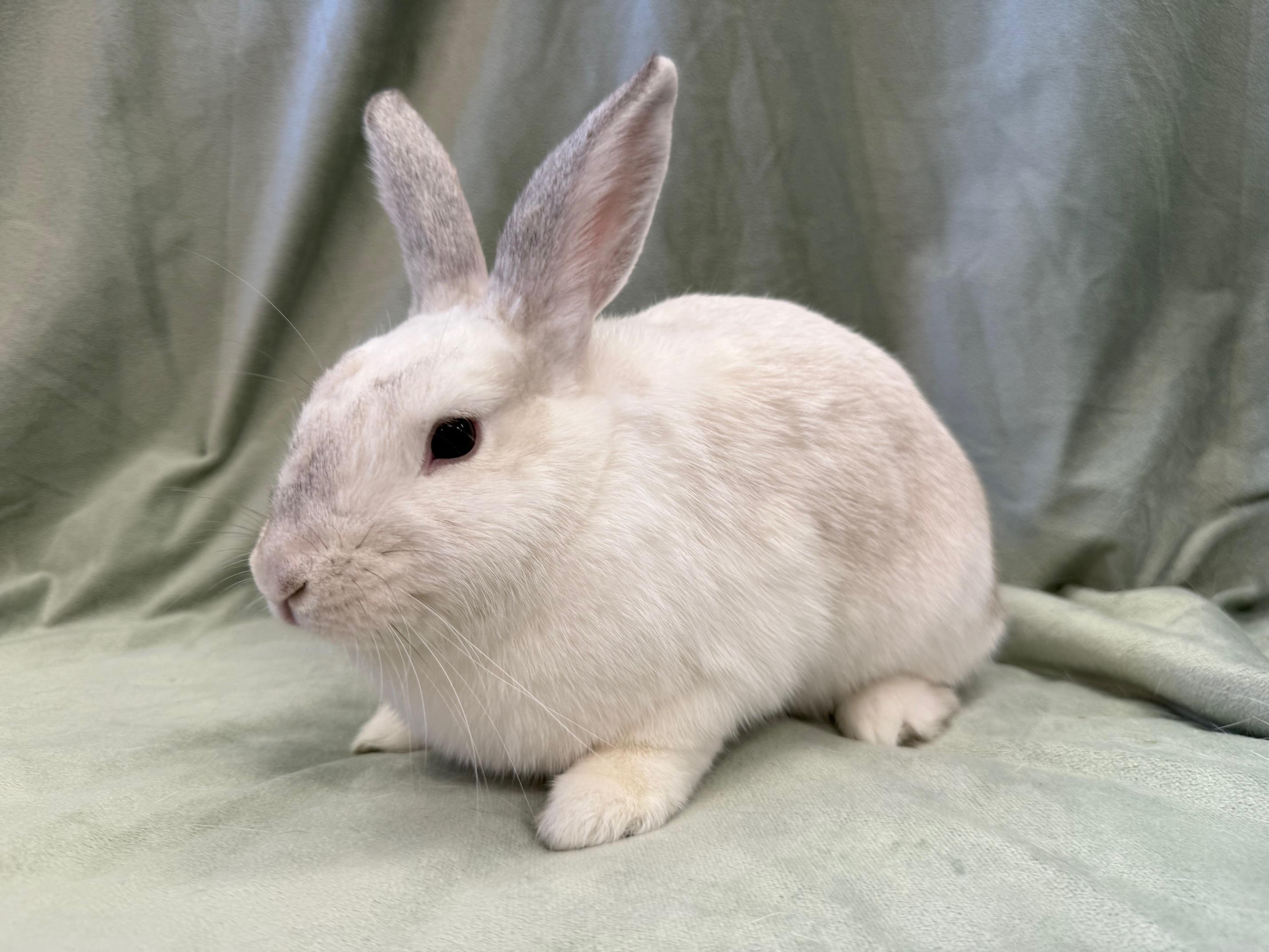 Enlarge Red, a Adoptable mixed breed in Rancho Cordova, CA image 4/6