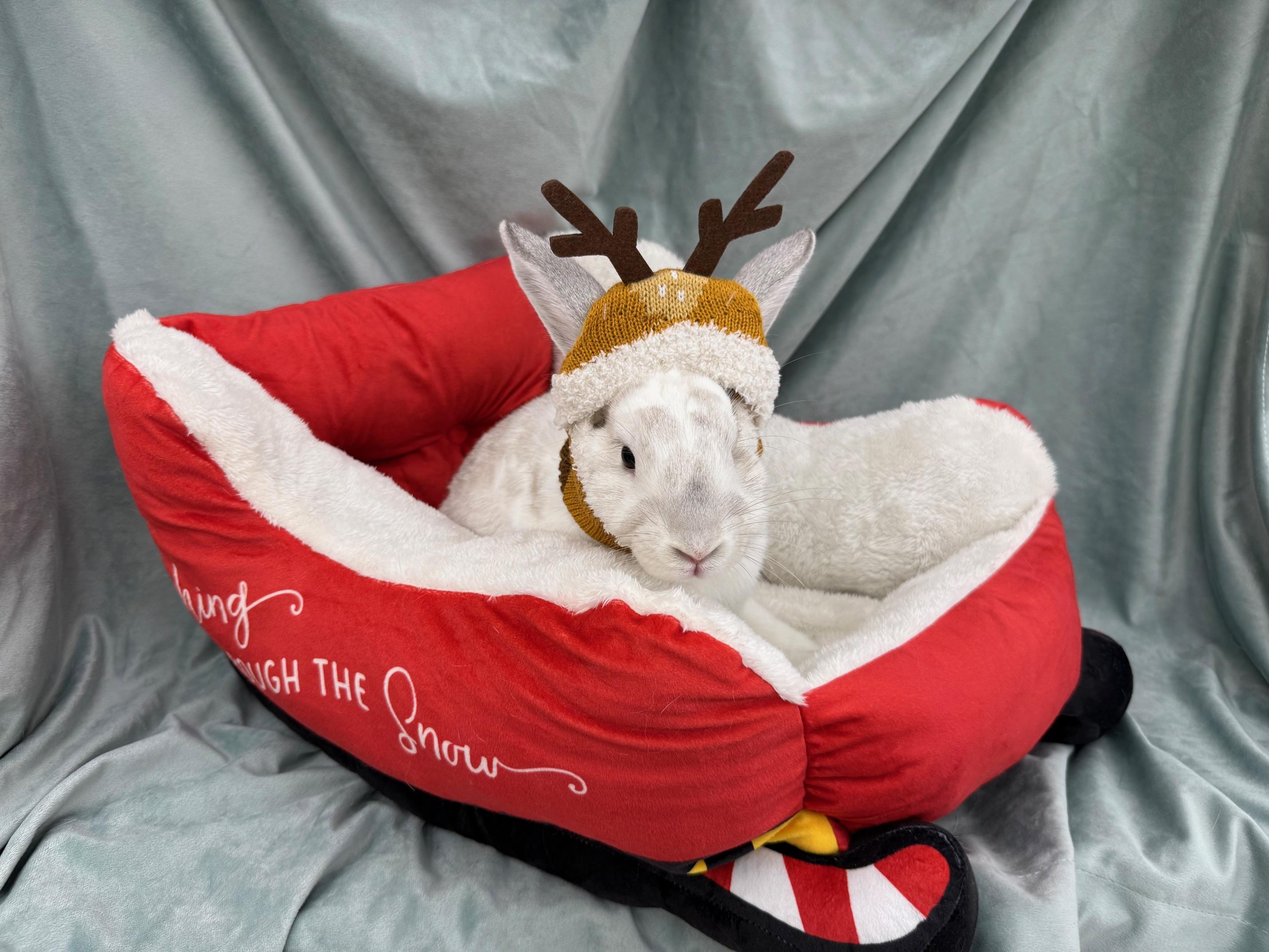 Enlarge Red, a Adoptable mixed breed in Rancho Cordova, CA image 4/4