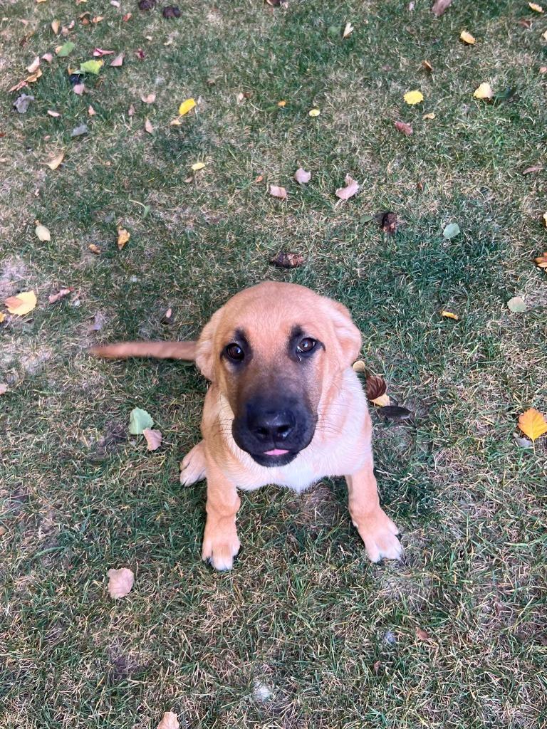 Mystique, Adoptable, Young Female Labrador Retriever & Shepherd.