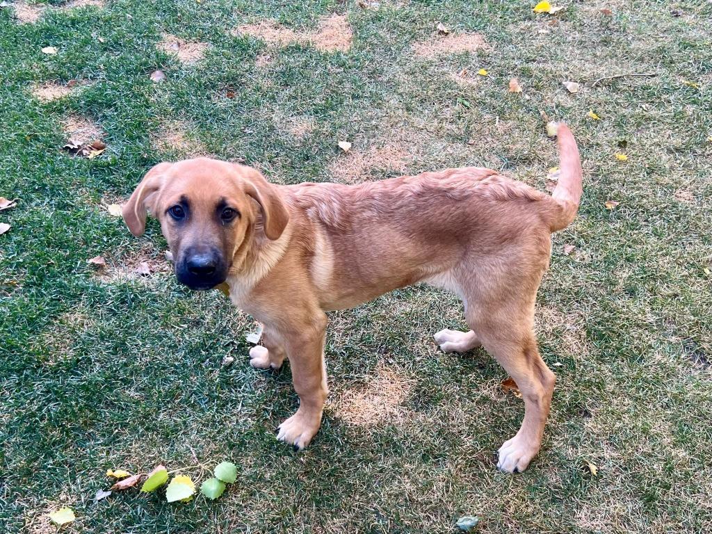 Mystique, a Adoptable mixed breed in Calgary, AB image 2/6