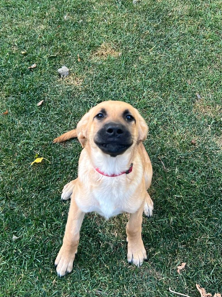 Mystique, a Adoptable mixed breed in Calgary, AB image 3/6