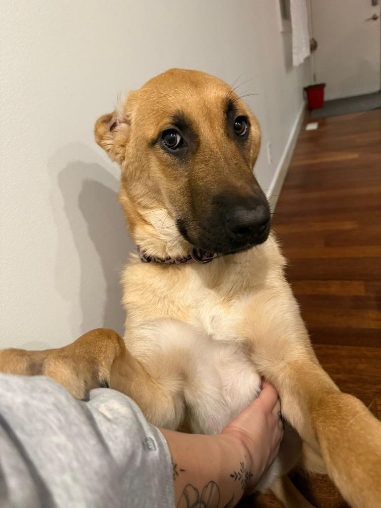 Mystique, a Adoptable mixed breed in Calgary, AB image 4/6