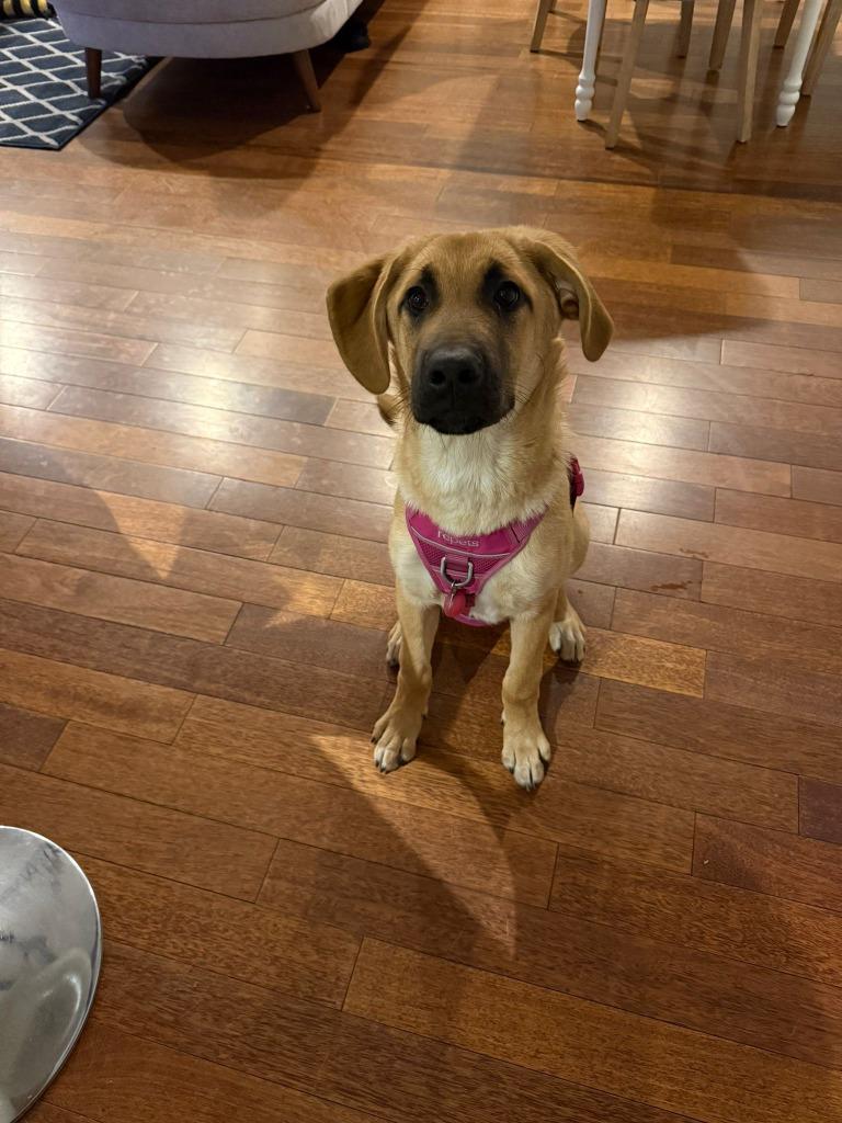 Mystique, a Adoptable mixed breed in Calgary, AB image 5/6