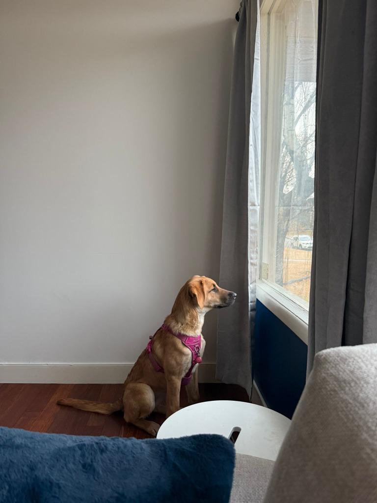 Mystique, a Adoptable mixed breed in Calgary, AB image 6/6