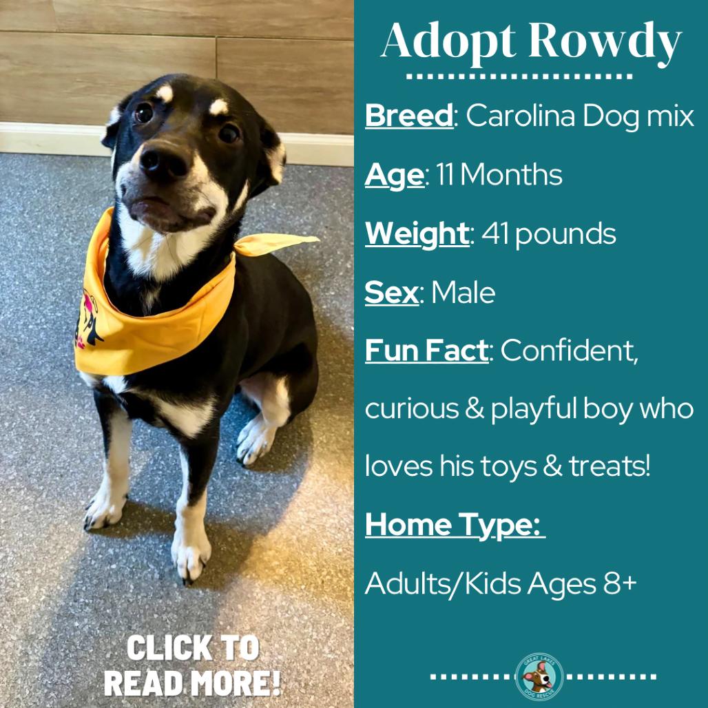 Rowdy, Adoptable, Young Male Carolina Dog & Mixed Breed.