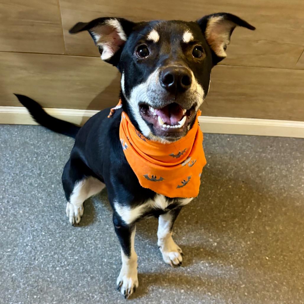 Enlarge Rowdy, a Adoptable mixed breed in Metamora, MI image 2/6