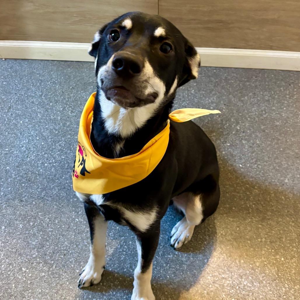 Enlarge Rowdy, a Adoptable mixed breed in Metamora, MI image 4/6