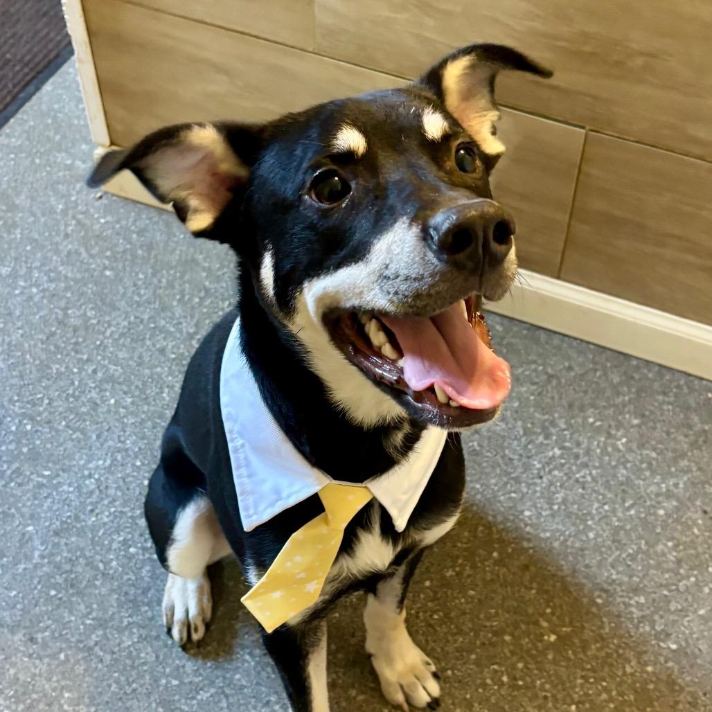 Enlarge Rowdy, a Adoptable mixed breed in Metamora, MI image 5/6