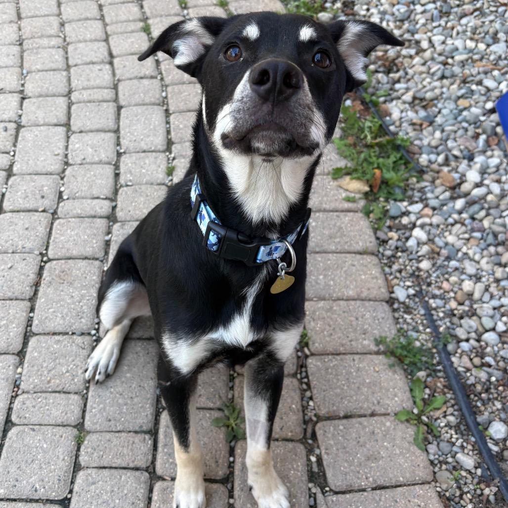 Enlarge Rowdy, a Adoptable mixed breed in Metamora, MI image 6/6