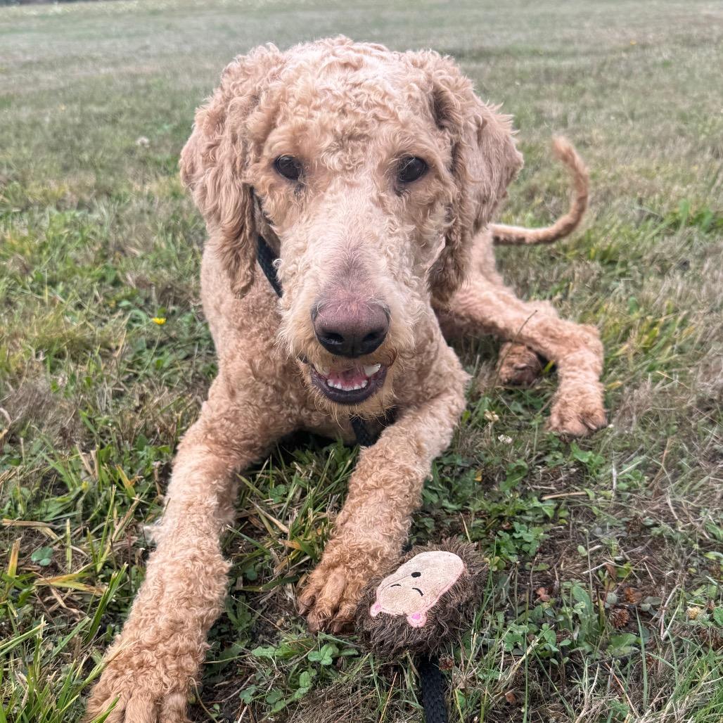 Enlarge Clyde, a Adoptable mixed breed in Newberg, OR image 1/5