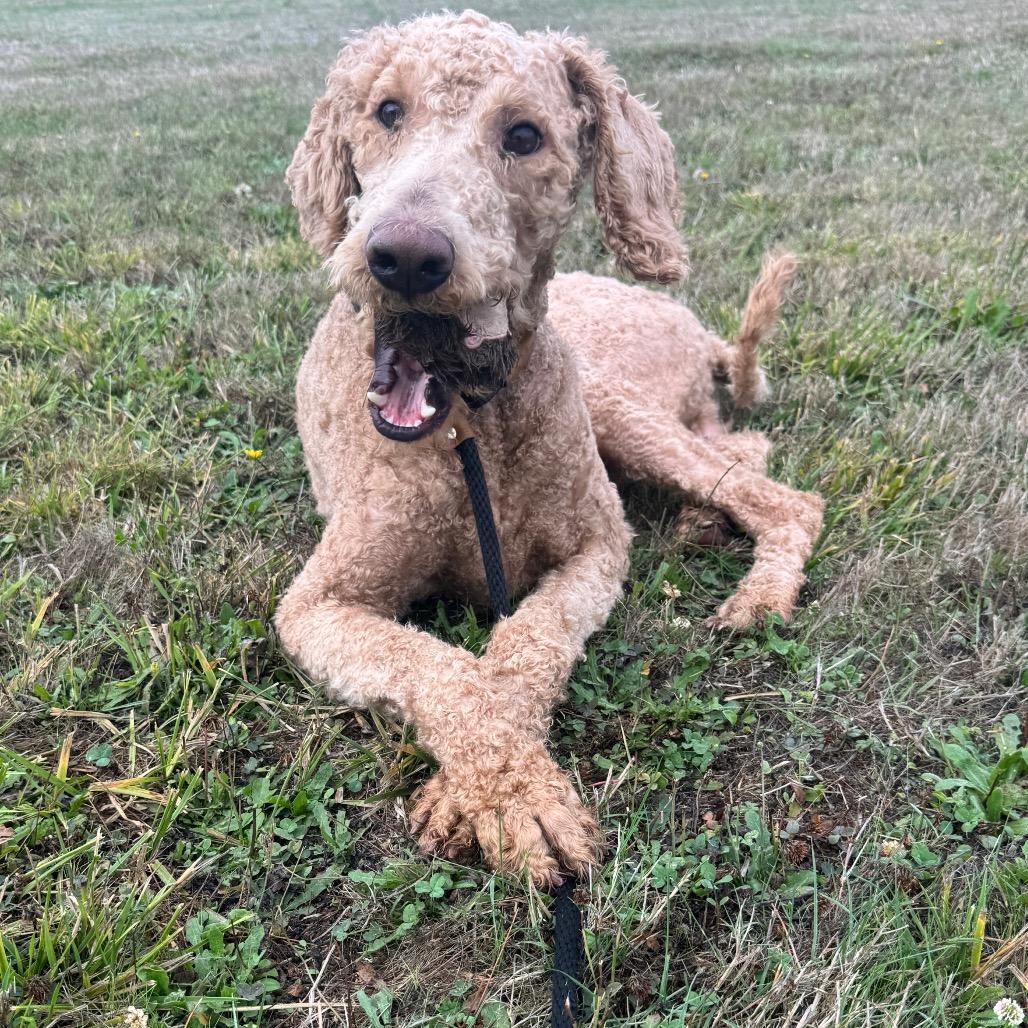 Enlarge Clyde, a Adoptable mixed breed in Newberg, OR image 2/5