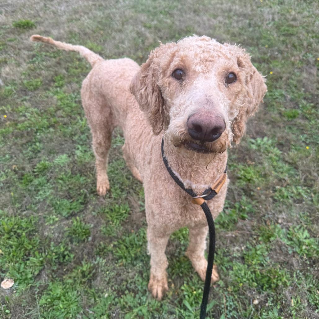 Enlarge Clyde, a Adoptable mixed breed in Newberg, OR image 3/5