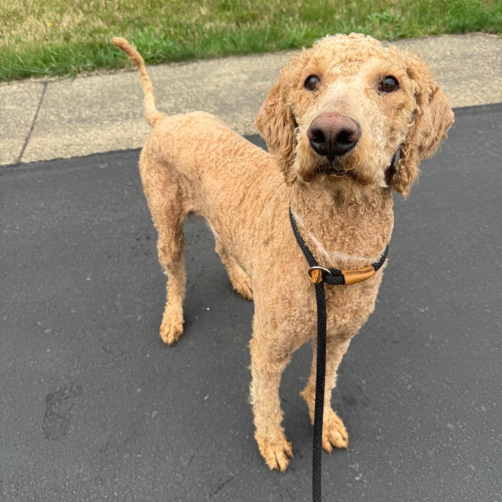 Enlarge Clyde, a Adoptable mixed breed in Newberg, OR image 4/5