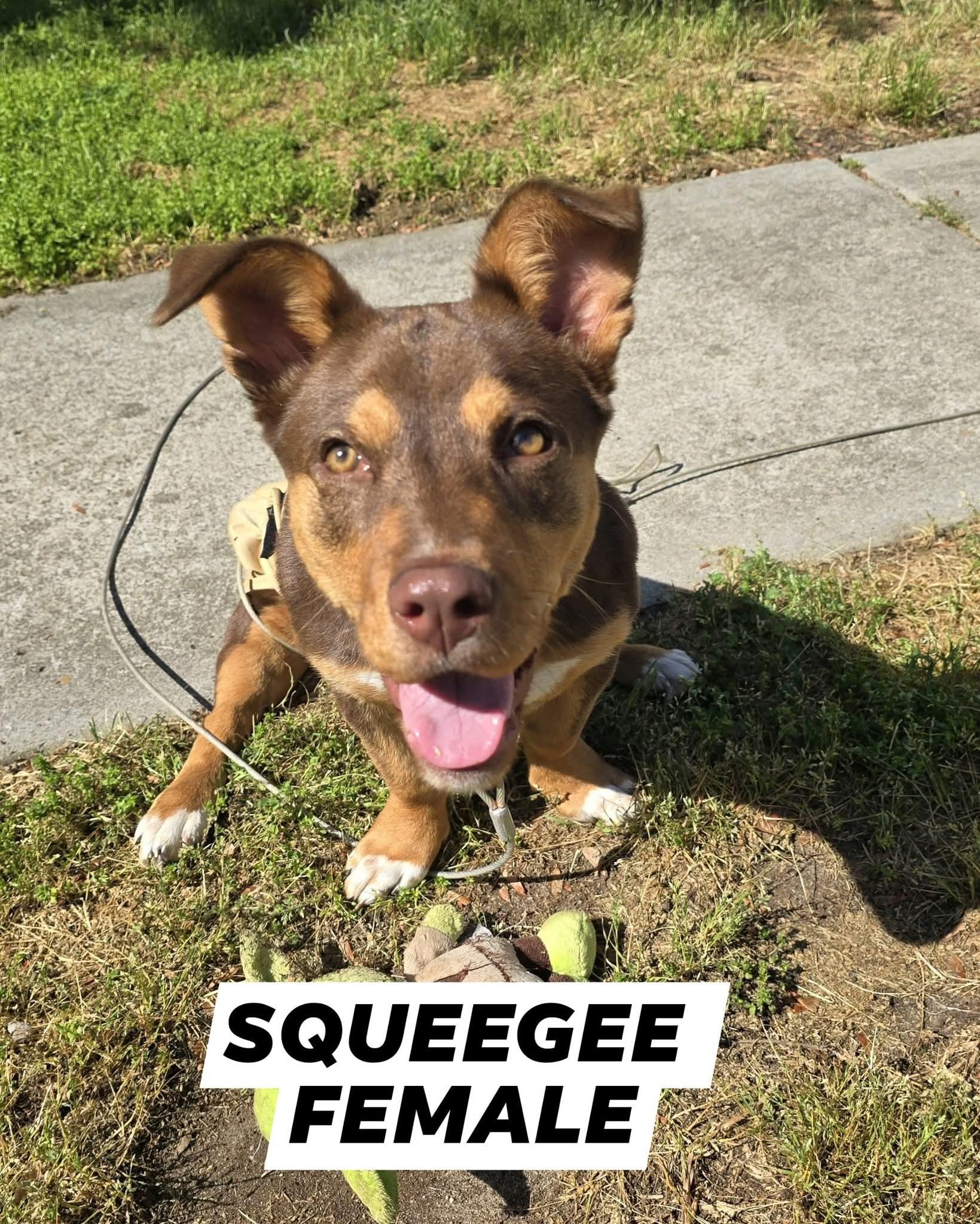 Enlarge Squeegee, a Adoptable mixed breed in Myrtle Beach, SC image 1/1