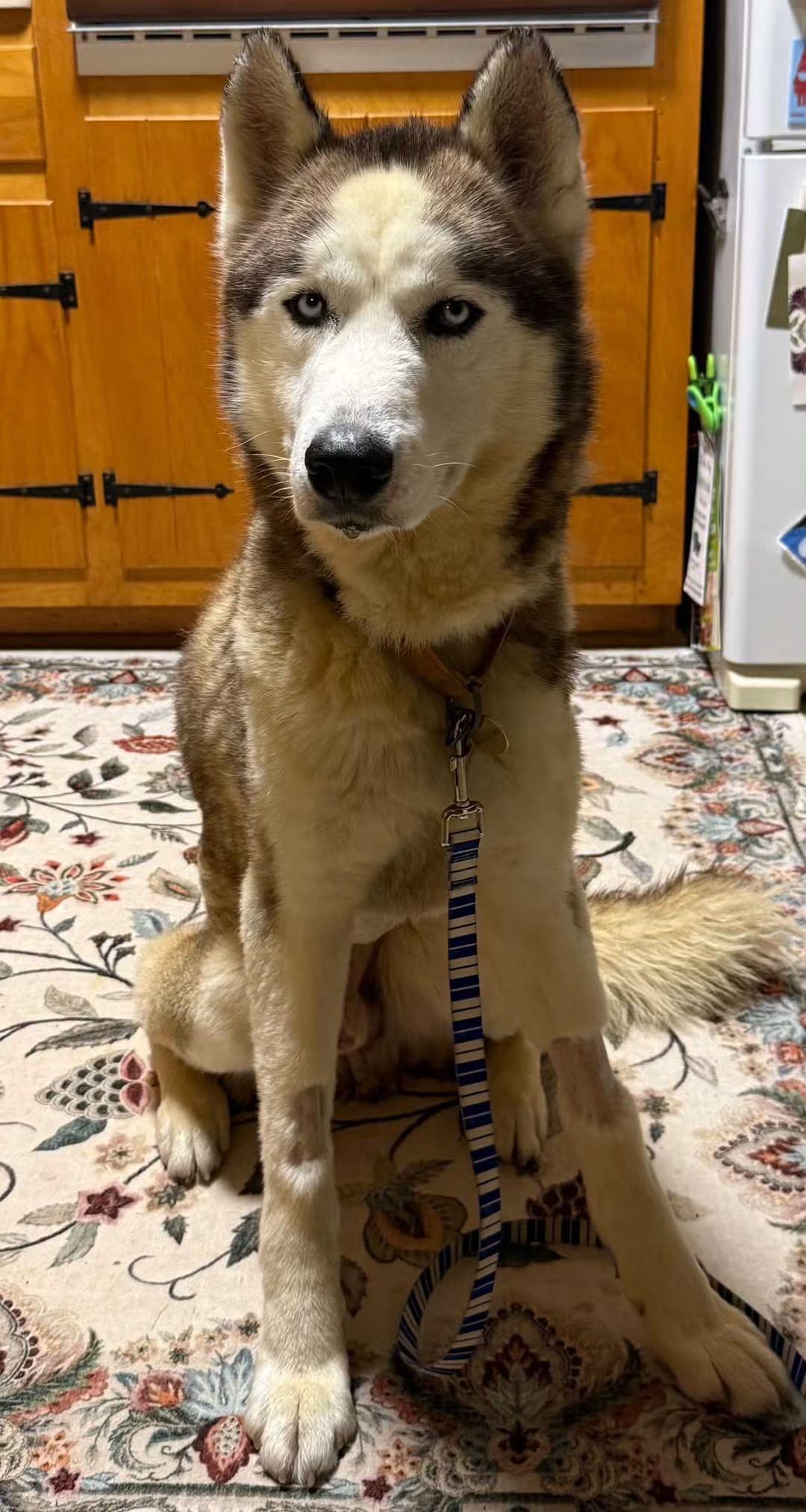 Max, Adoptable, Adult Male Husky.
