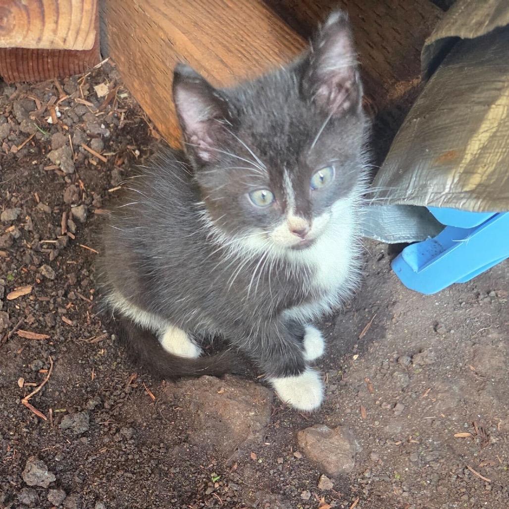 Gordie, Adoptable, Kitten Male Domestic Short Hair.
