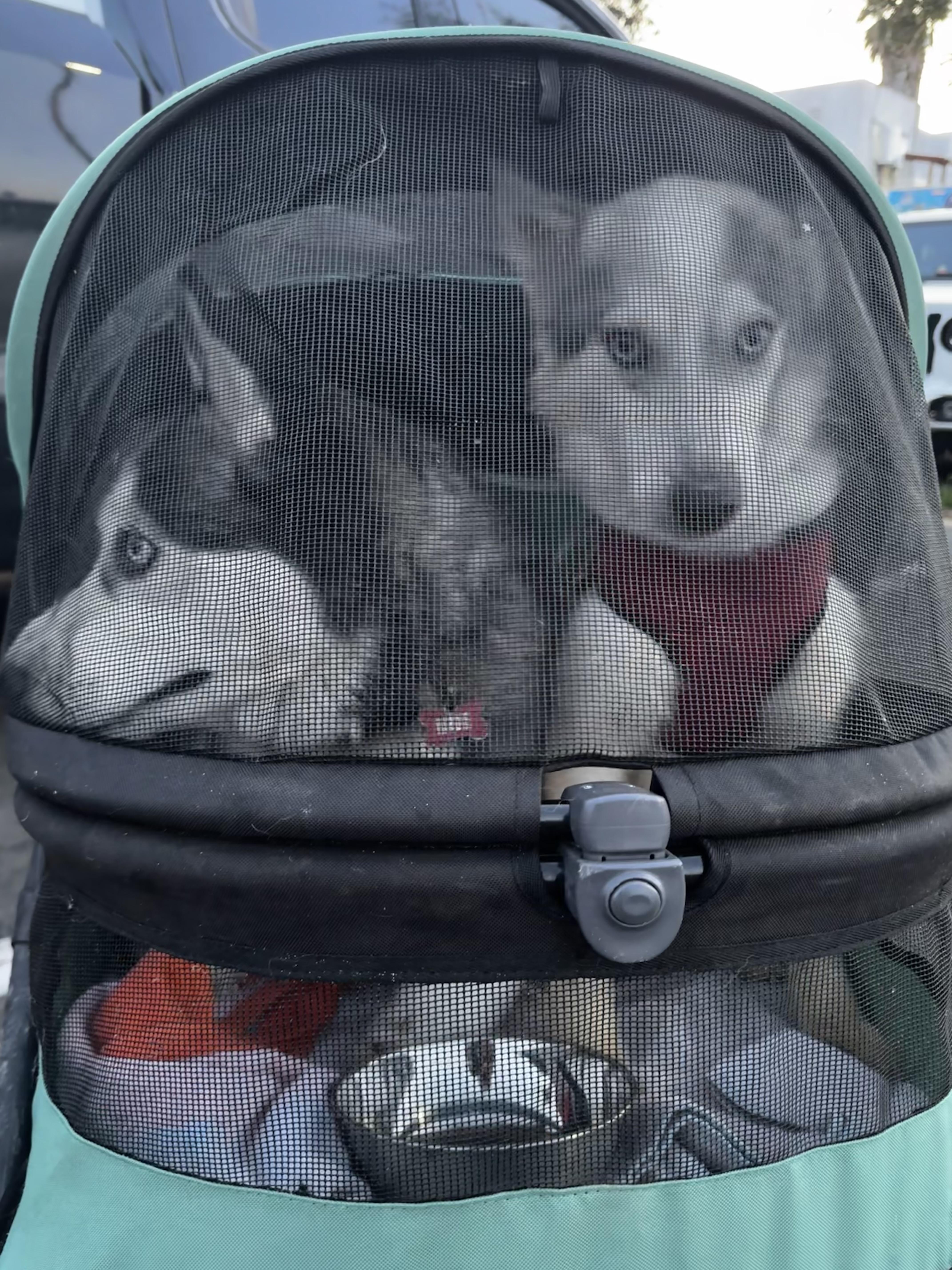 Joey Joseph thumbnail 4