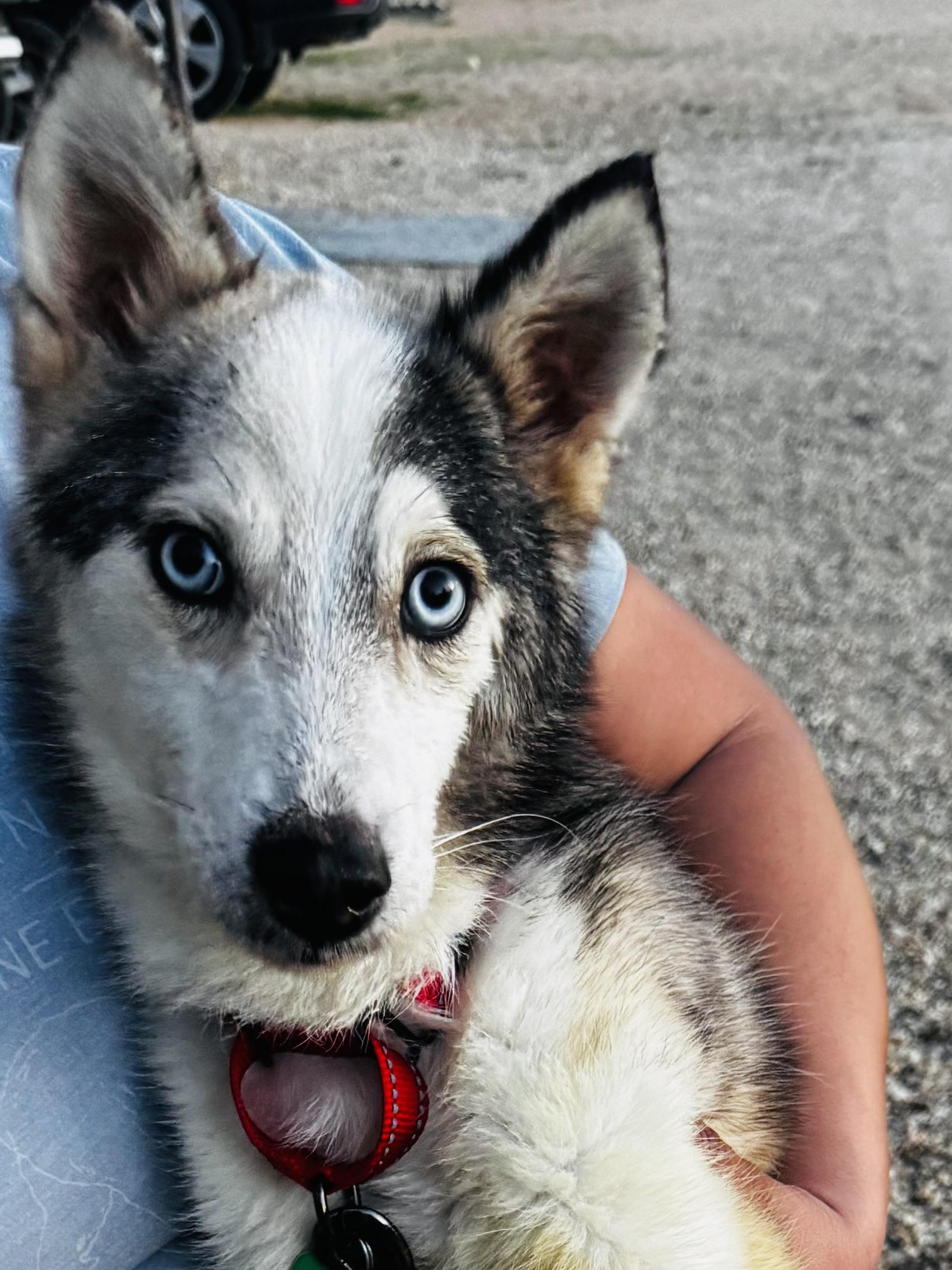 Joey Joseph thumbnail 6