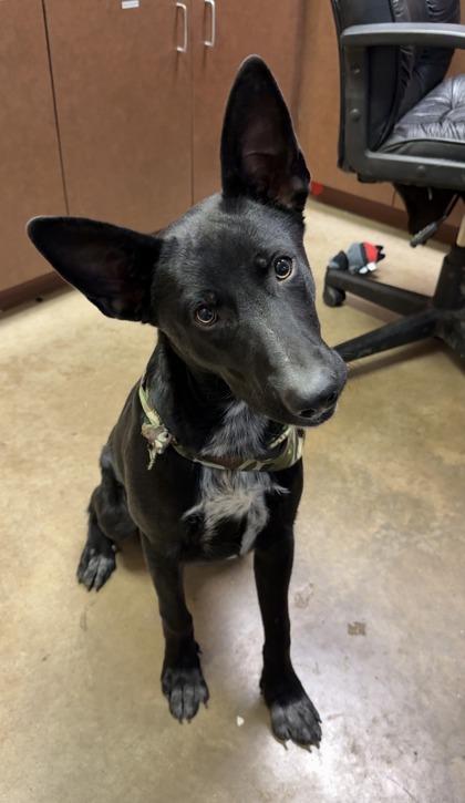 Diamond, Adoptable, Young Male Australian Cattle Dog / Blue Heeler & Mixed Breed.