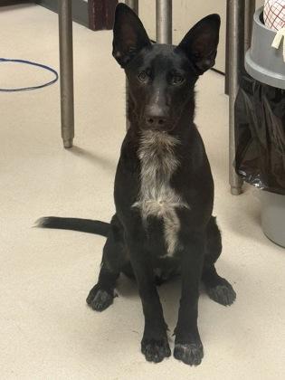 Enlarge Diamond, a Adoptable mixed breed in Irving, TX image 2/2