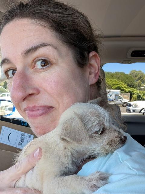 Sweetpea, an adopted mixed breed in clayton , CA image 1/3