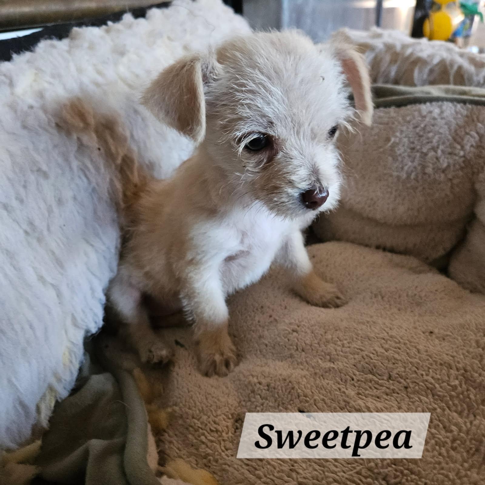 Sweetpea, an adopted mixed breed in clayton , CA image 2/3