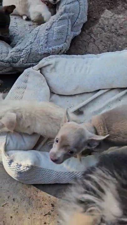 Enlarge Sweetpea, an adopted mixed breed in clayton , CA video 3/3