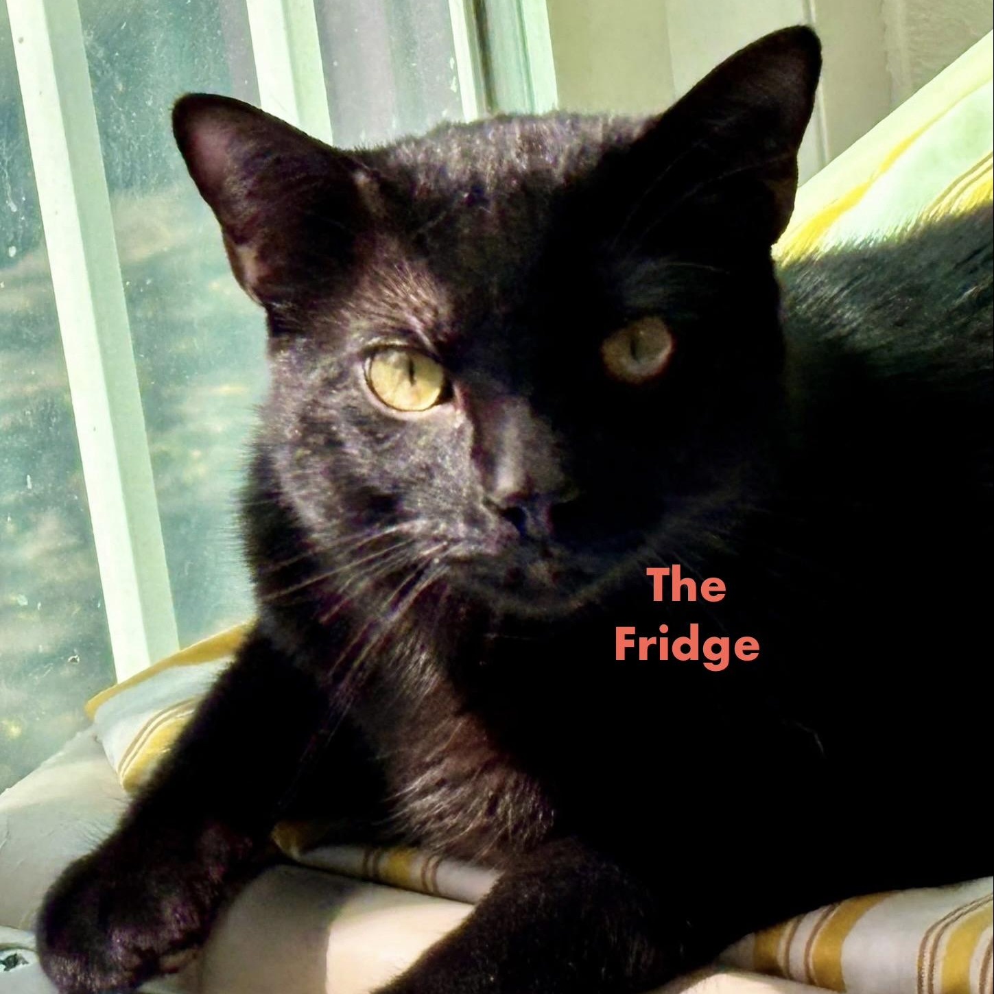 The Fridge, adopted, Young Male Domestic Short Hair.