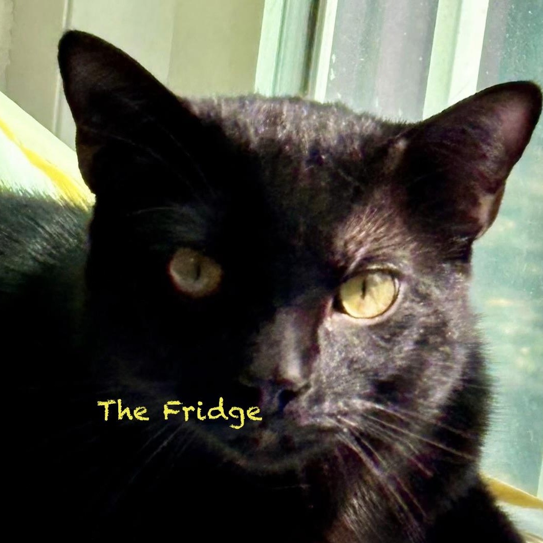 Enlarge The Fridge, an adopted Domestic Short Hair in Palatine, IL image 2/2