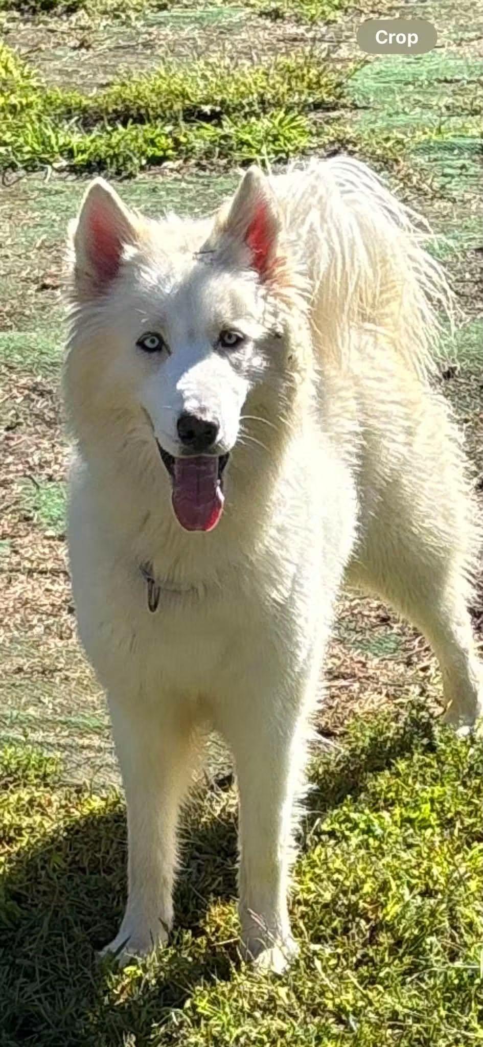 Enlarge Percy, a Adoptable Husky in York, PA image 1/1