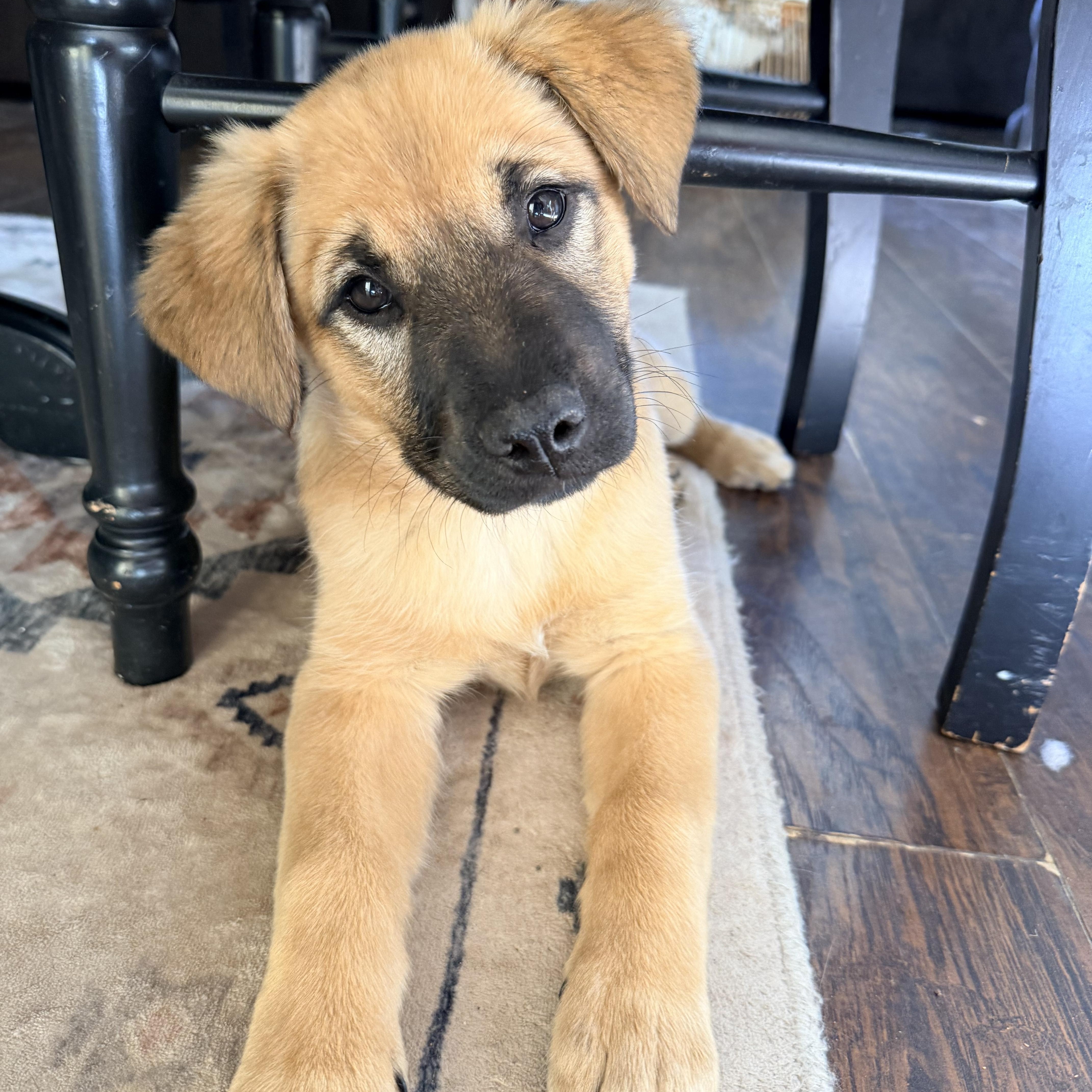 Enlarge Miss Rosie Frühling, a ADOPTABLE mixed breed in Lacey, WA image 3/5