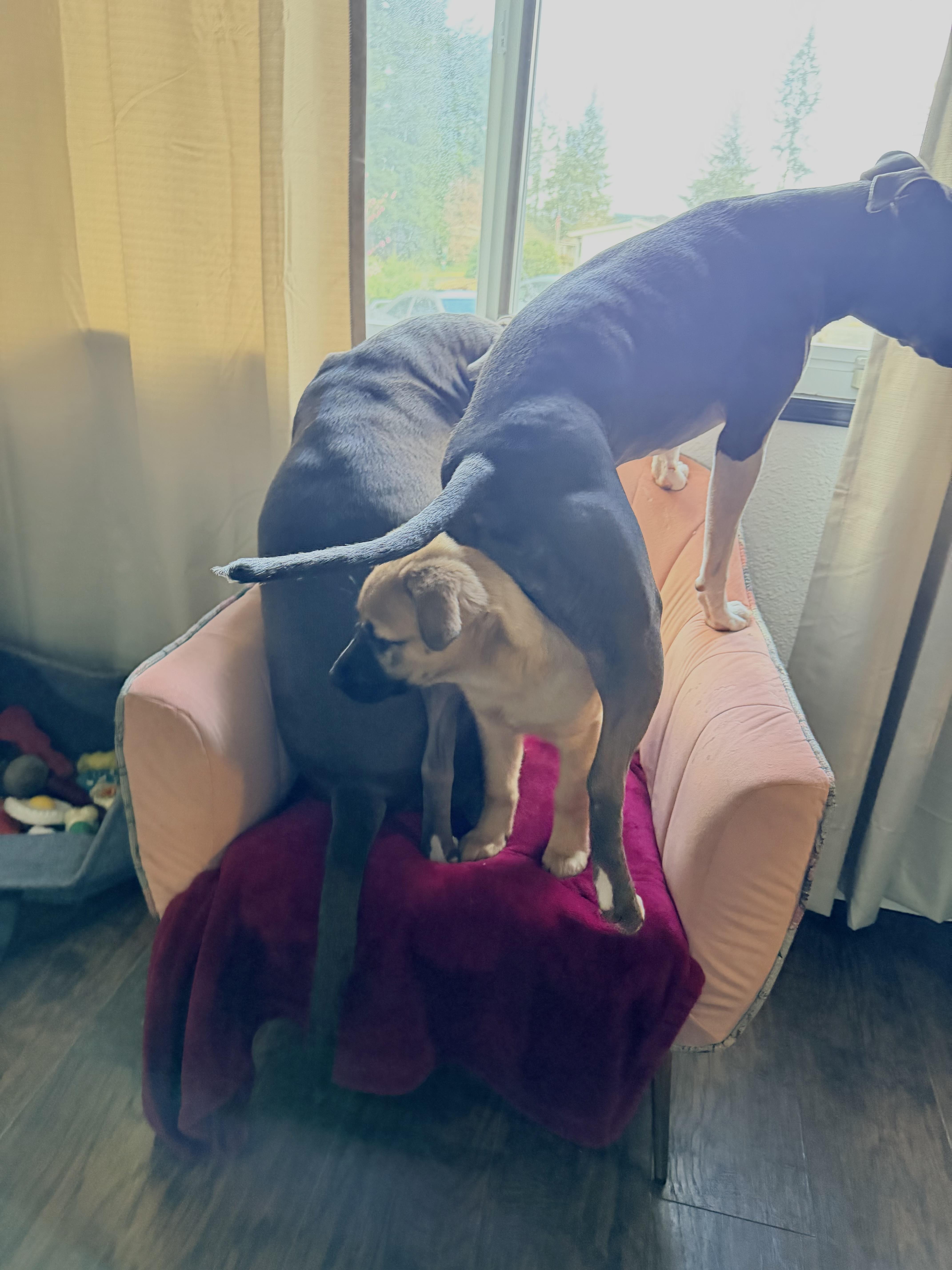 Enlarge Miss Rosie Frühling, a ADOPTABLE mixed breed in Lacey, WA image 2/5