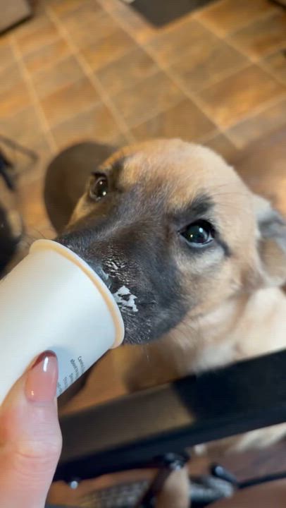 Enlarge Miss Rosie Frühling, a ADOPTABLE mixed breed in Lacey, WA video 5/5