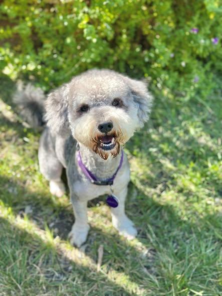 *Little Wolf Camp, Adoptable, Adult Male Poodle & Schnauzer.