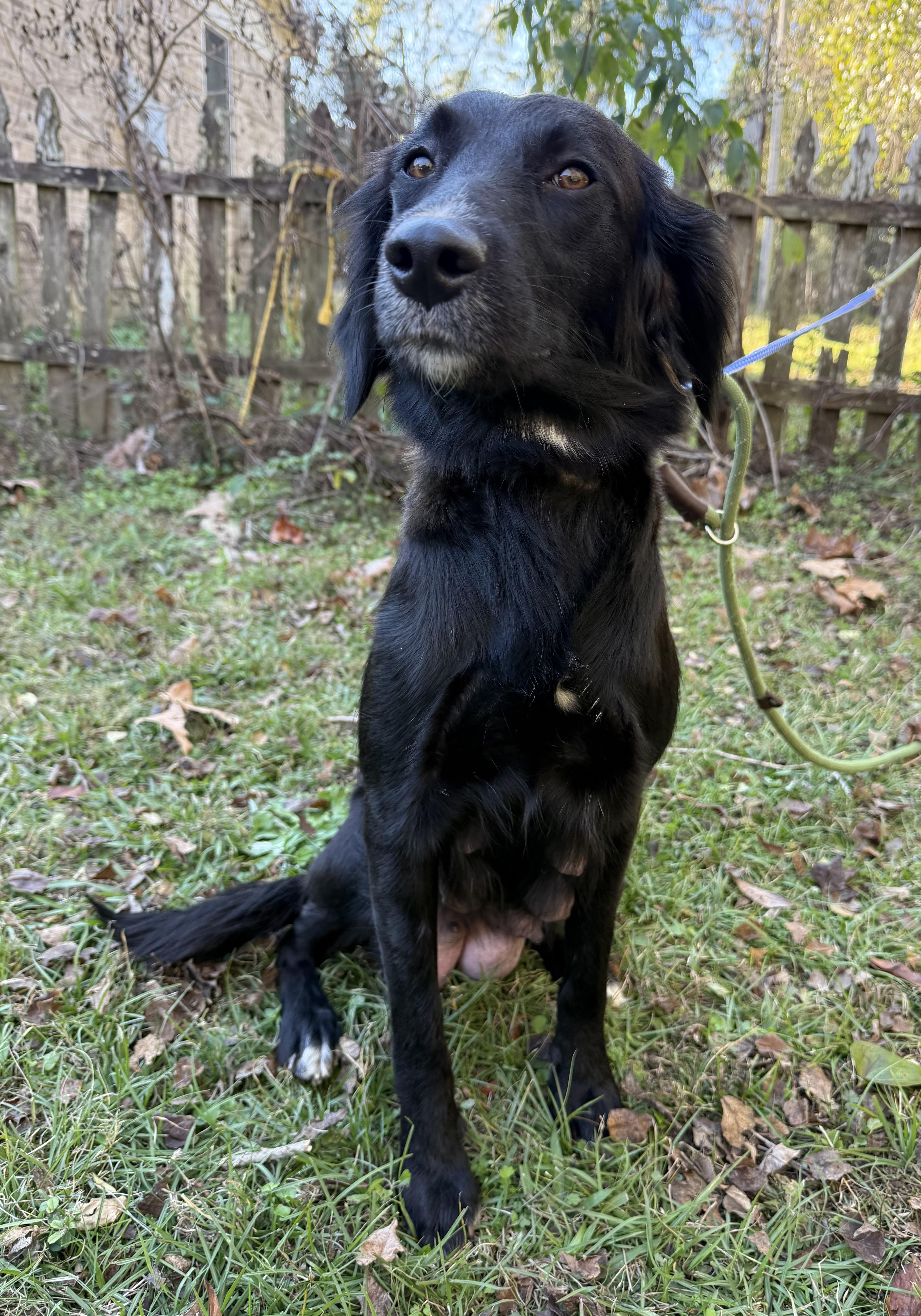 Enlarge Wynona, an adopted mixed breed in Farmington, CT image 2/2