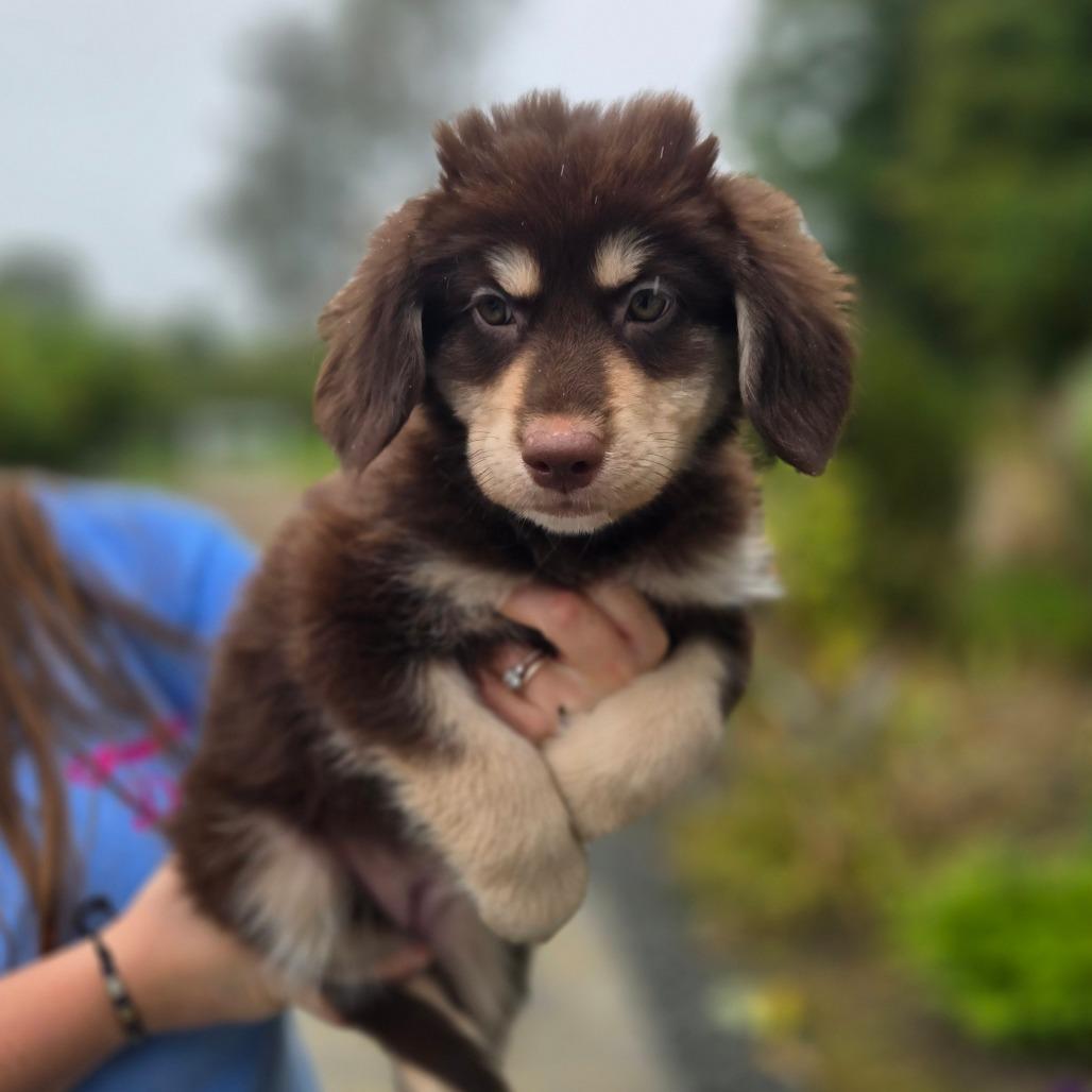 Enlarge CT Great Falls avail Sep 26, a Adoptable mixed breed in Stormville, NY image 2/2