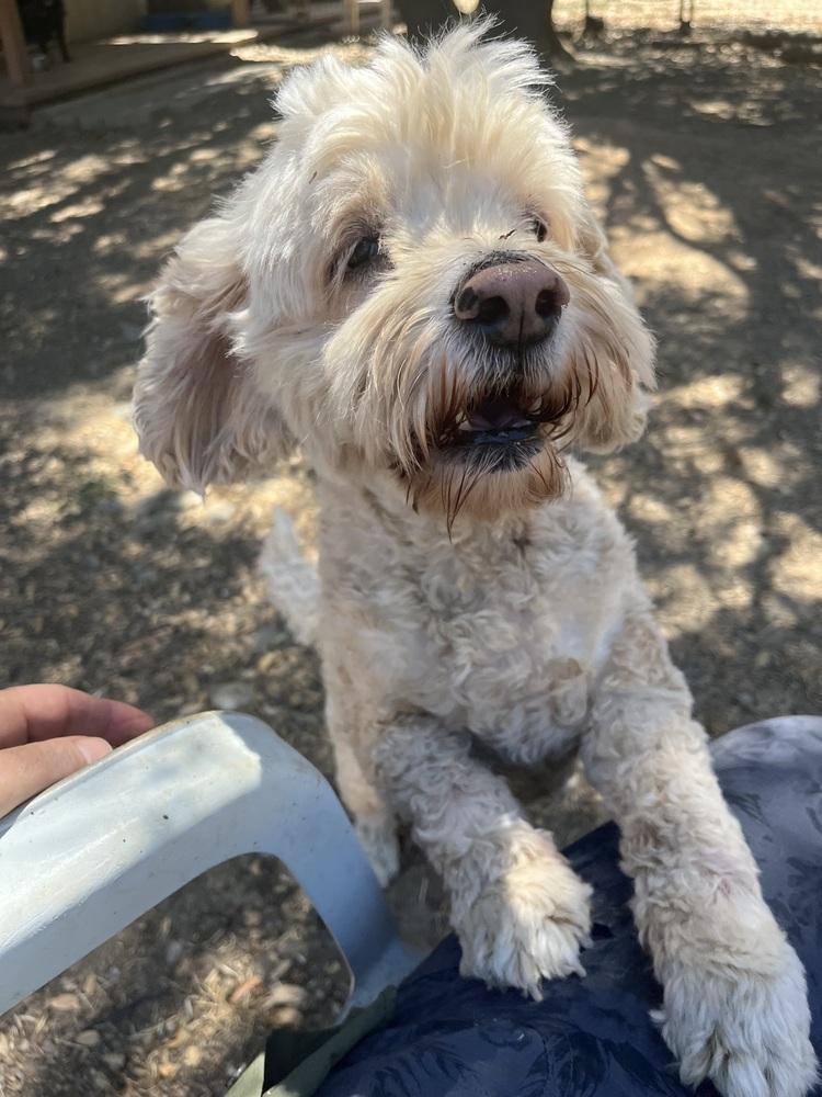 Jake, Adoptable, Senior Male Poodle.