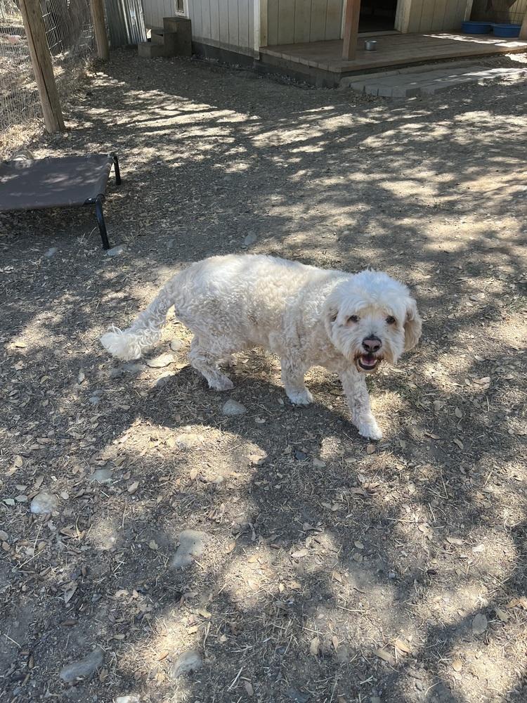 Jake, a Adoptable mixed breed in Jamestown, CA image 2/6