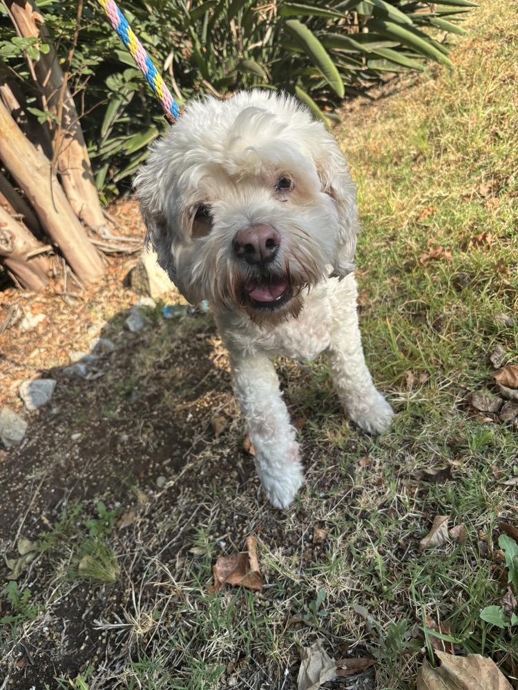 Jake, a Adoptable mixed breed in Jamestown, CA image 3/6