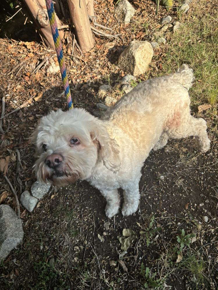 Jake, a Adoptable mixed breed in Jamestown, CA image 4/6