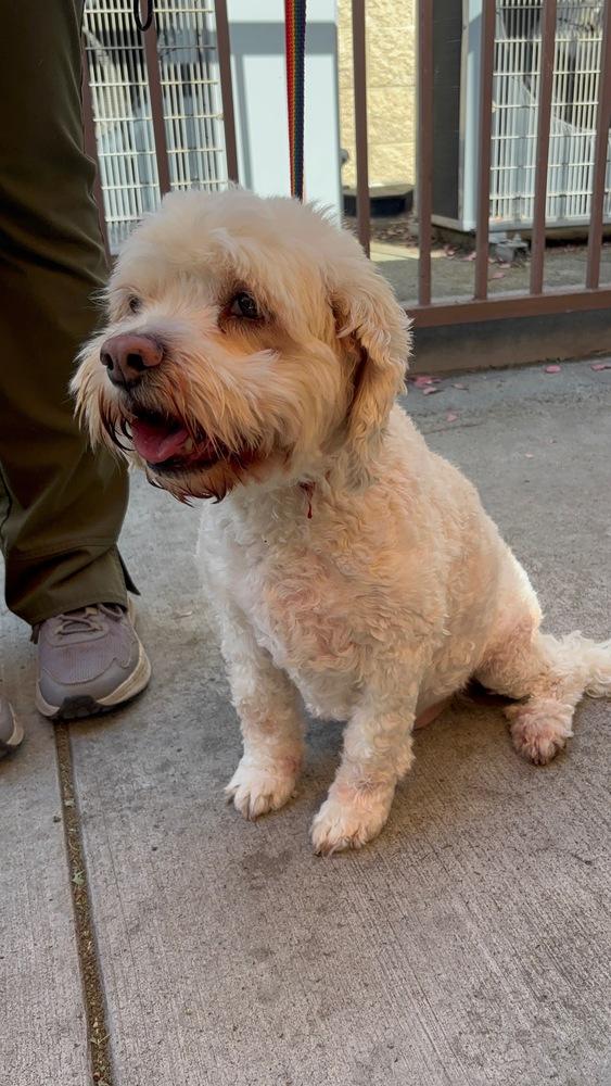 Jake, a Adoptable mixed breed in Jamestown, CA image 5/6