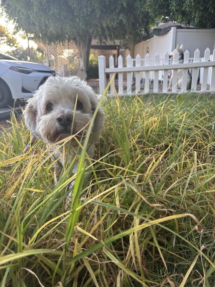 Jake, Adoptable, Senior Male Cocker Spaniel & Poodle.