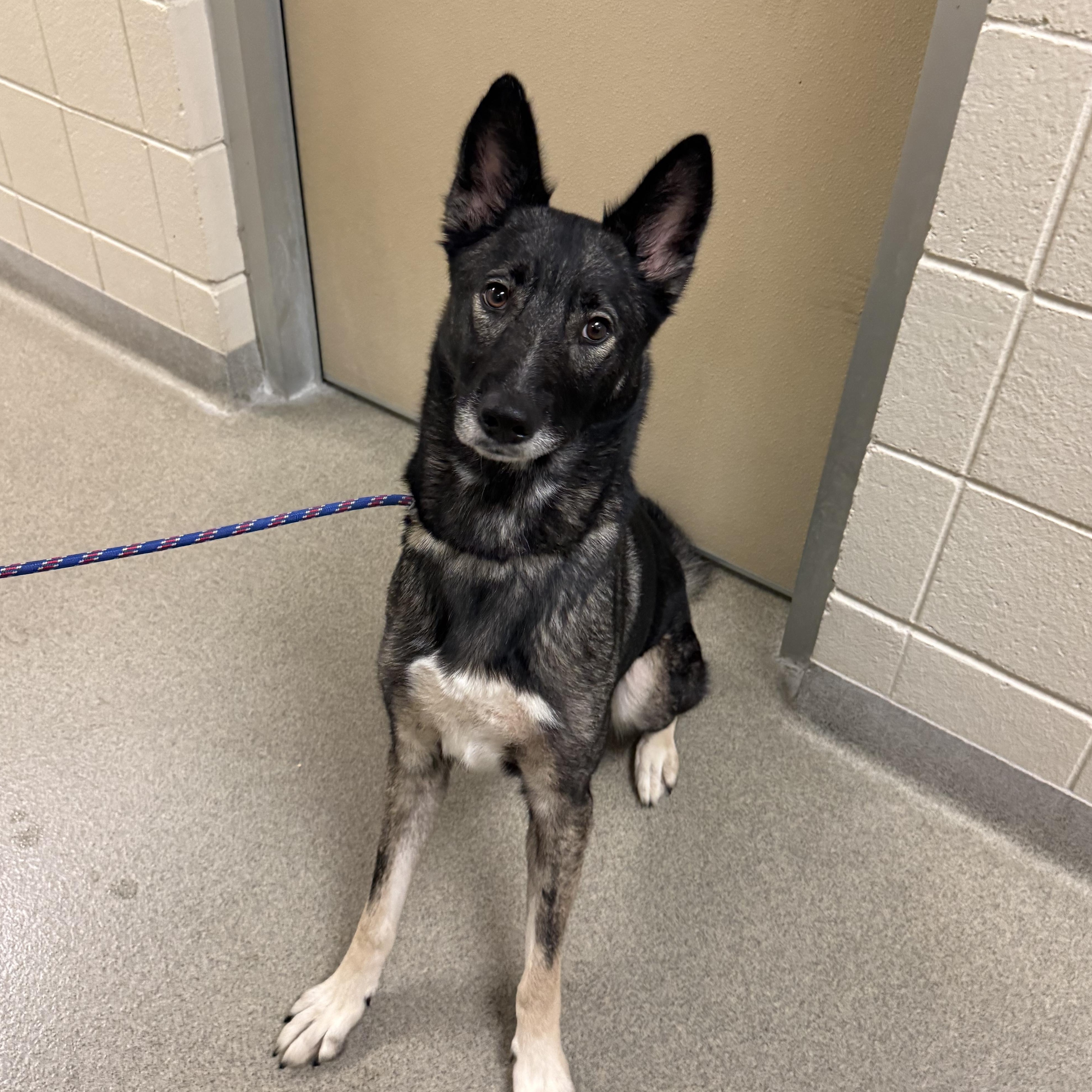 Zendaya, Adoptable, Adult Female Shepherd.