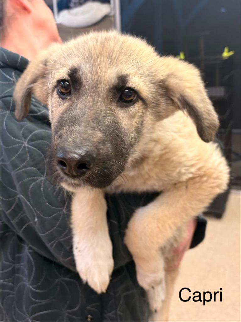 Capri, Adopted, Puppy Female Anatolian Shepherd.