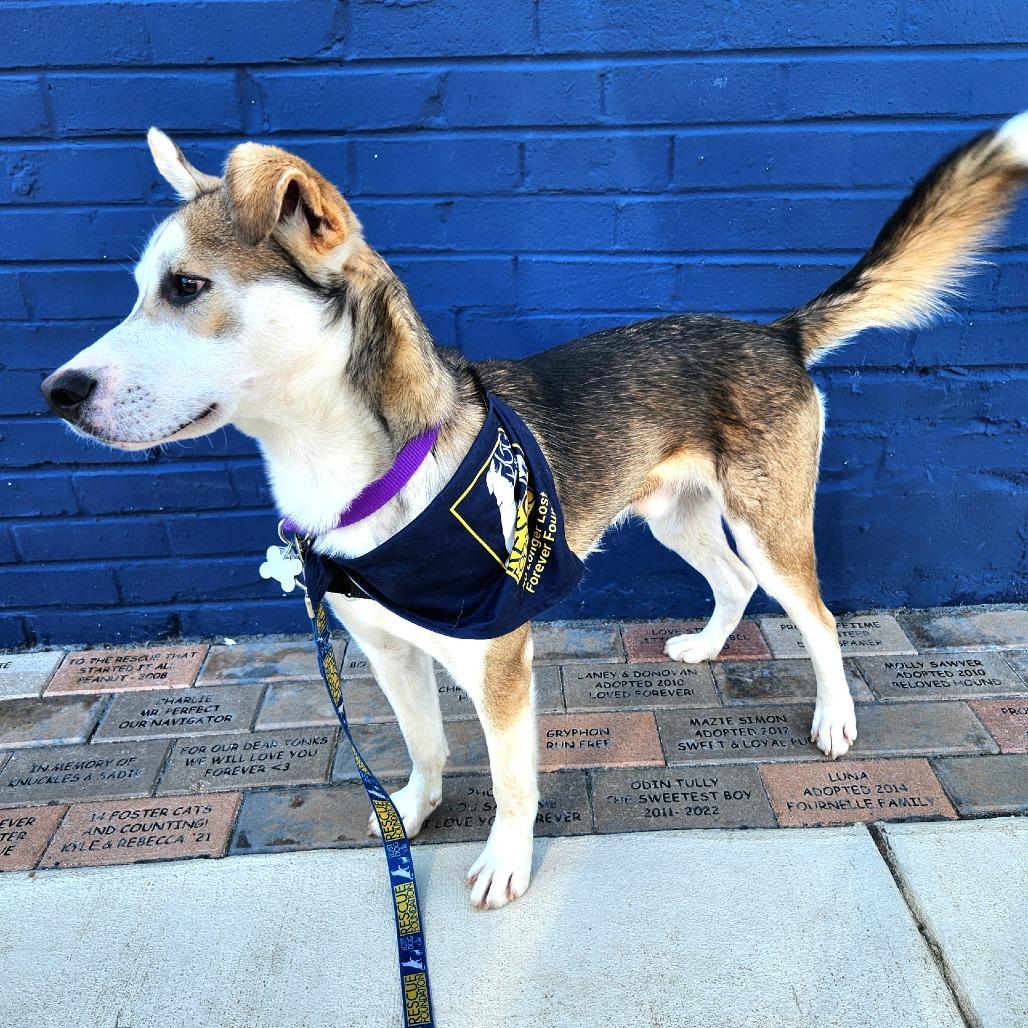 Kenai, Adoptable, Young Male Husky & Mixed Breed.
